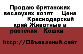 Продаю британских веслоухих котят  › Цена ­ 5 000 - Краснодарский край Животные и растения » Кошки   